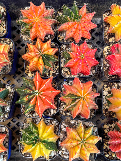 Gymnocalycium Var (AY) (b) | Choose your own plant! 2 Inch Pot