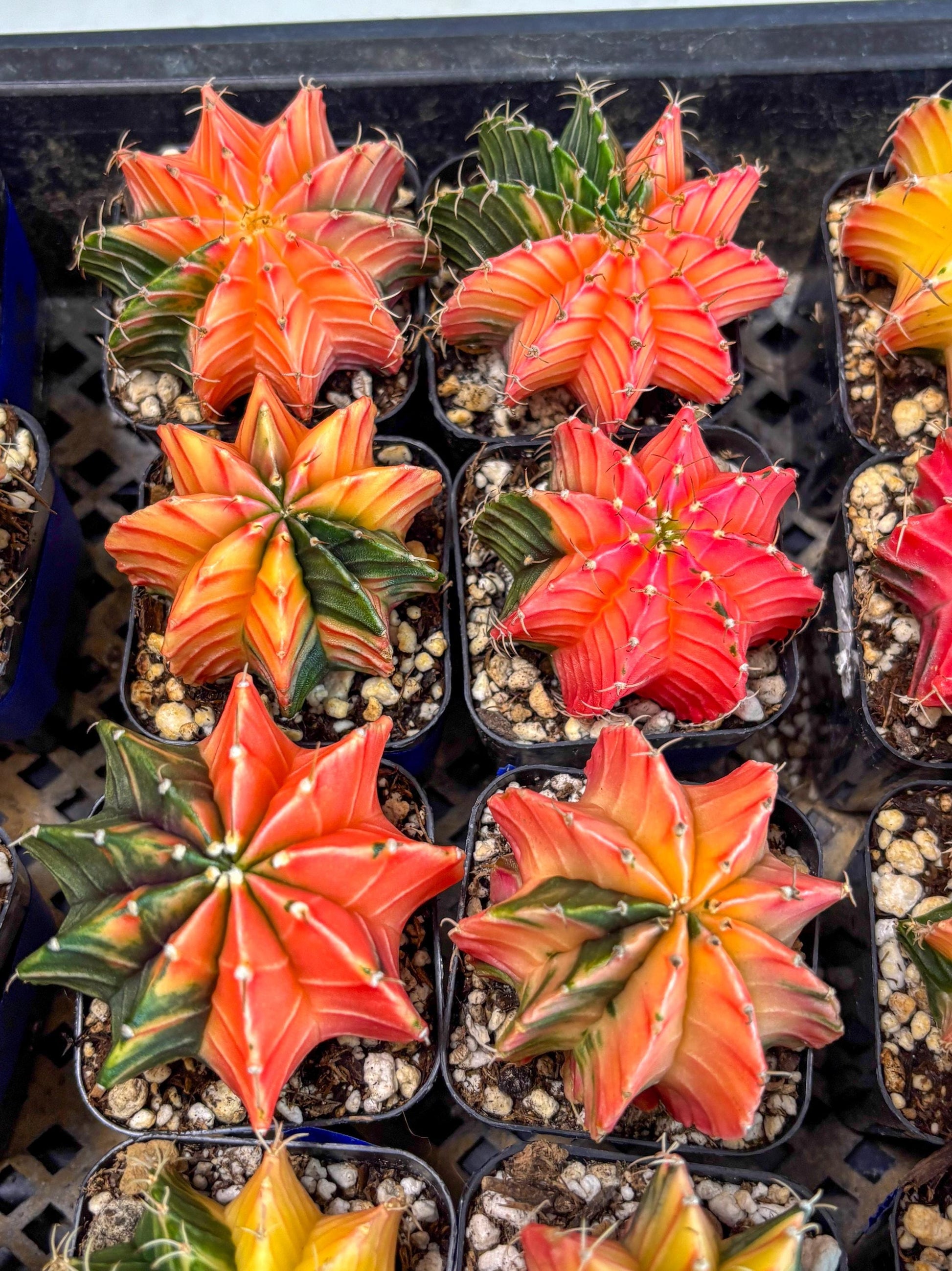 Gymnocalycium Var (AY) (b) | Choose your own plant! 2 Inch Pot