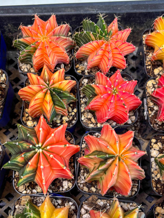 Gymnocalycium Var (AY) (b) | Choose your own plant! 2 Inch Pot