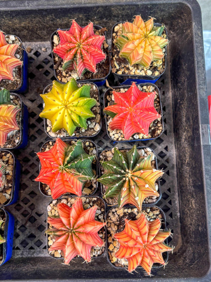 Gymnocalycium Var (AY) (D) | Choose your own plant! 2 Inch Pot