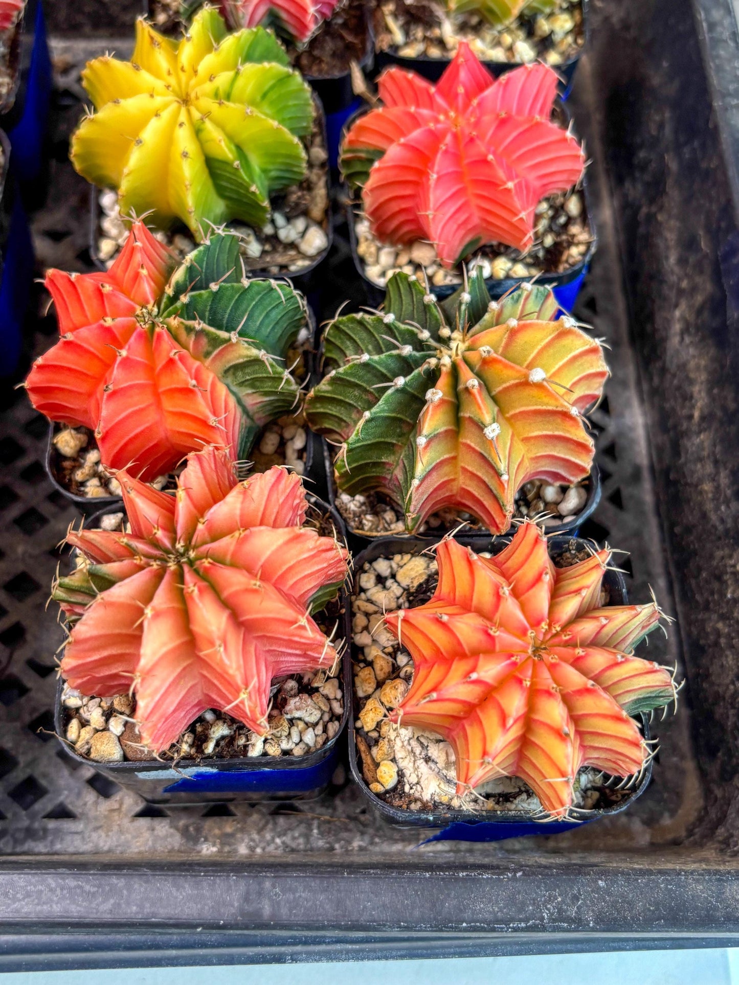 Gymnocalycium Var (AY) (D) | Choose your own plant! 2 Inch Pot