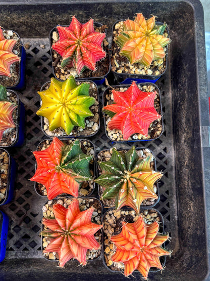 Gymnocalycium Var (AY) (D) | Choose your own plant! 2 Inch Pot