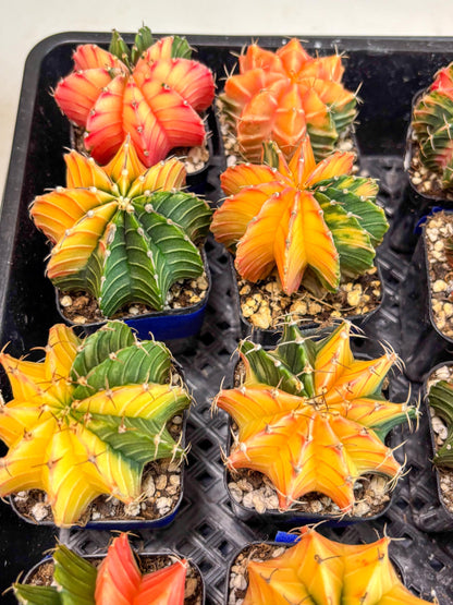 Gymnocalycium Var (Ap) (a) | Choose your own plant! 2 Inch Pot