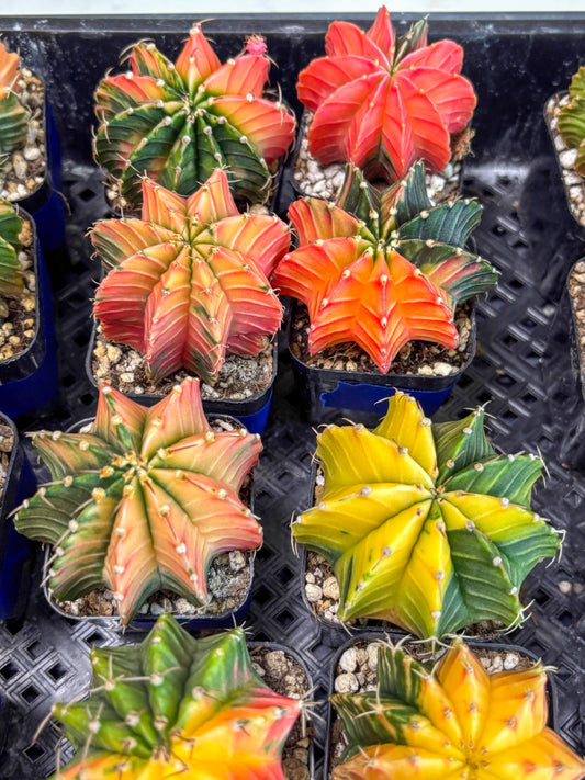 Gymnocalycium Var (Ap) (B) | Choose your own plant! 2 Inch Pot