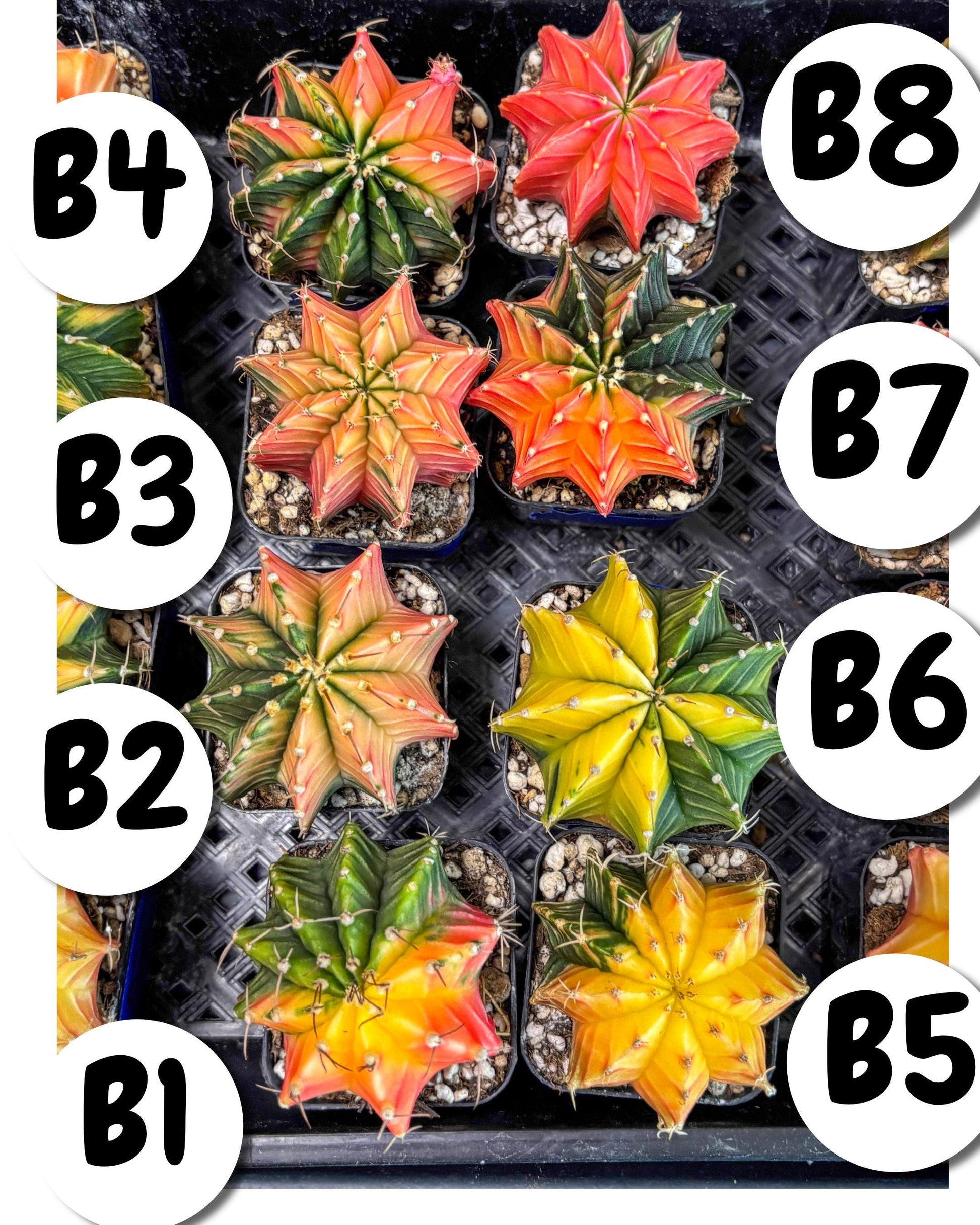 Gymnocalycium Var (Ap) (B) | Choose your own plant! 2 Inch Pot