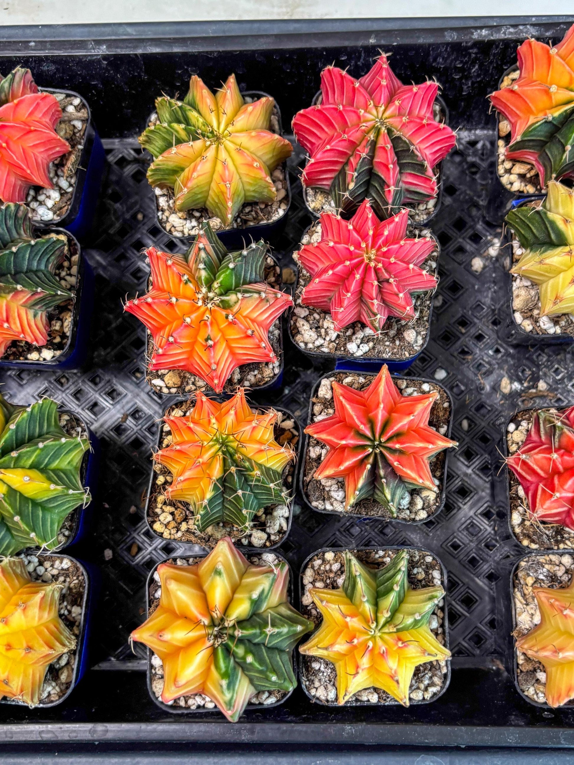 Gymnocalycium Var (Ap) (c) | Choose your own plant! 2 Inch Pot