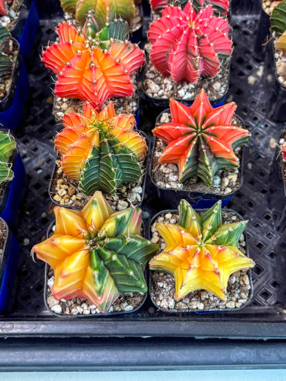 Gymnocalycium Var (Ap) (c) | Choose your own plant! 2 Inch Pot