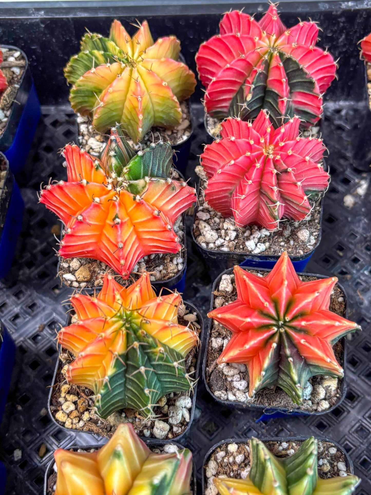 Gymnocalycium Var (Ap) (c) | Choose your own plant! 2 Inch Pot