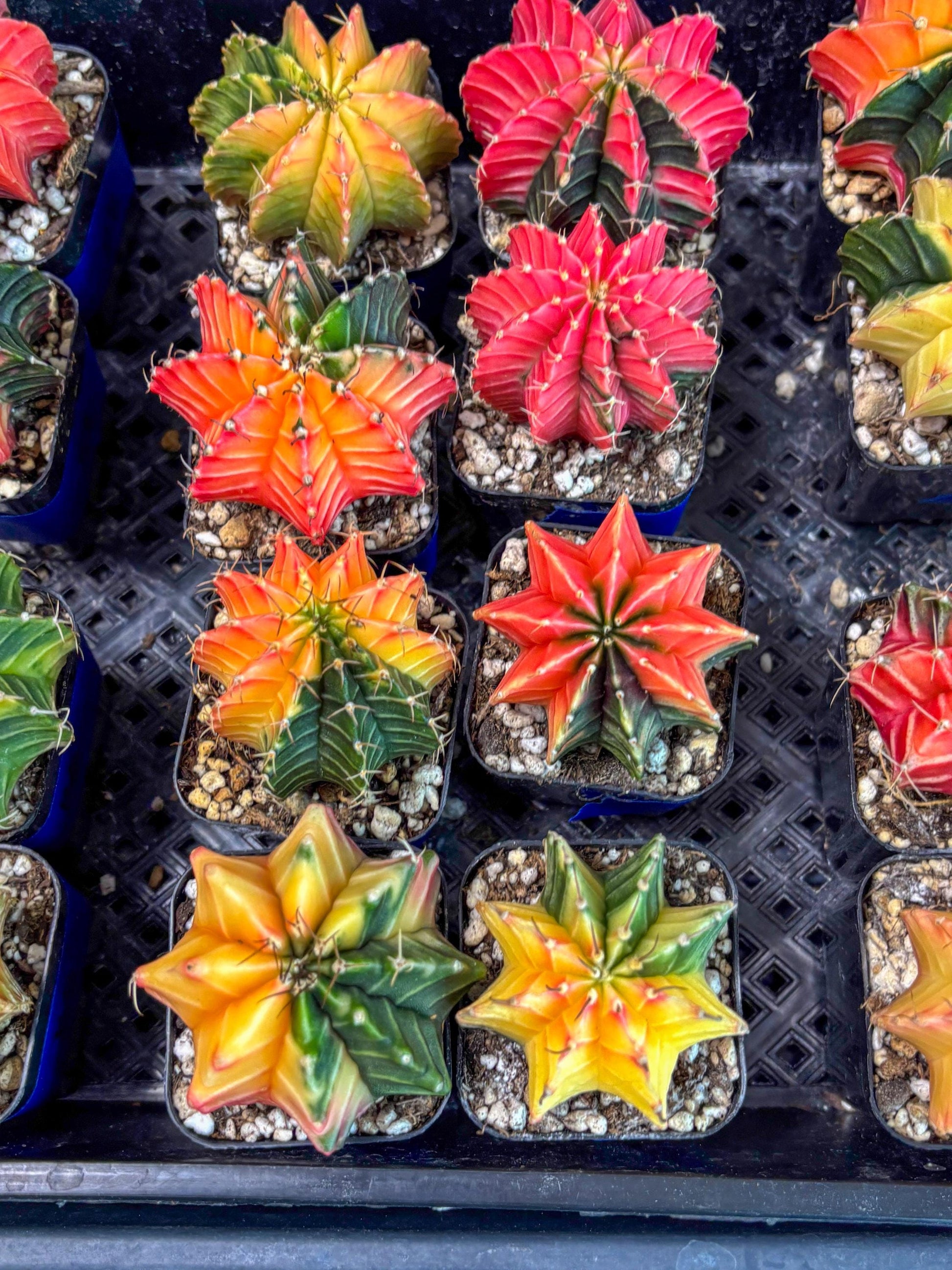 Gymnocalycium Var (Ap) (c) | Choose your own plant! 2 Inch Pot