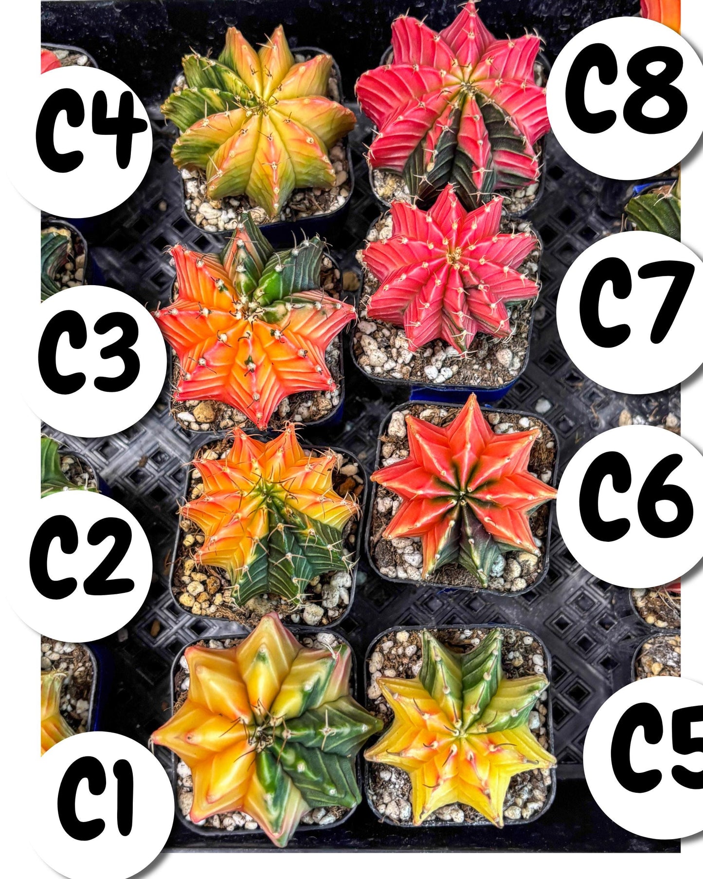 Gymnocalycium Var (Ap) (c) | Choose your own plant! 2 Inch Pot