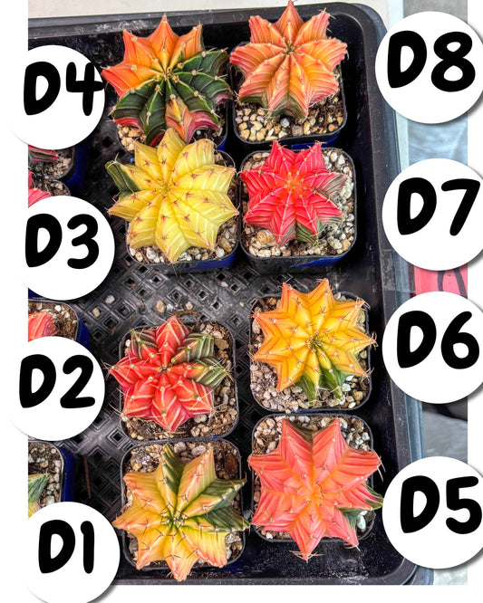 Gymnocalycium Var (Ap) (D) | Choose your own plant! 2 Inch Pot