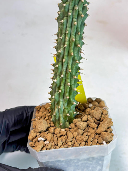 Kalahari Cactus (Yellow) | Imported Plant