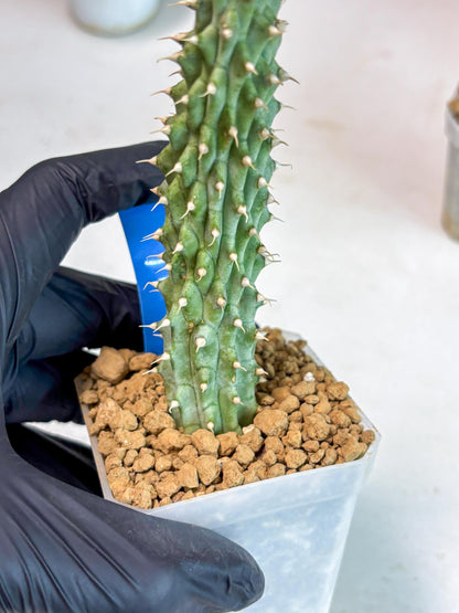 Kalahari Cactus (Blue) | Imported Plant