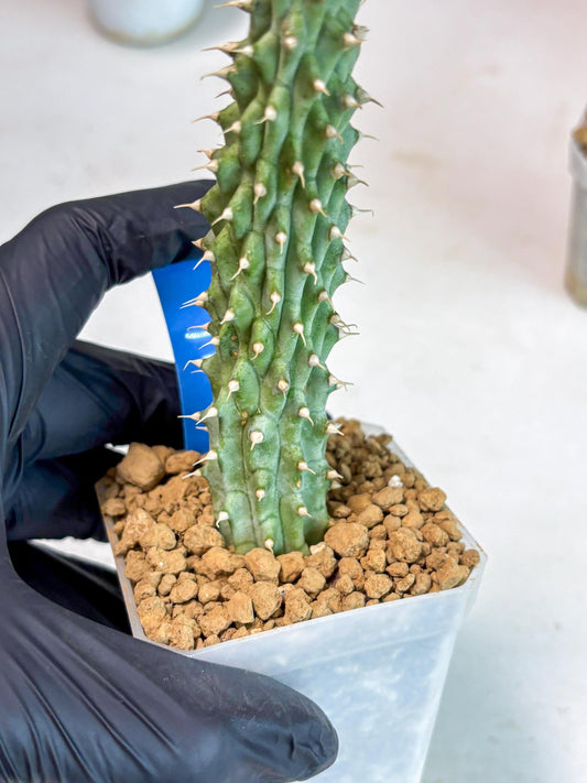 Kalahari Cactus (Blue) | Imported Plant