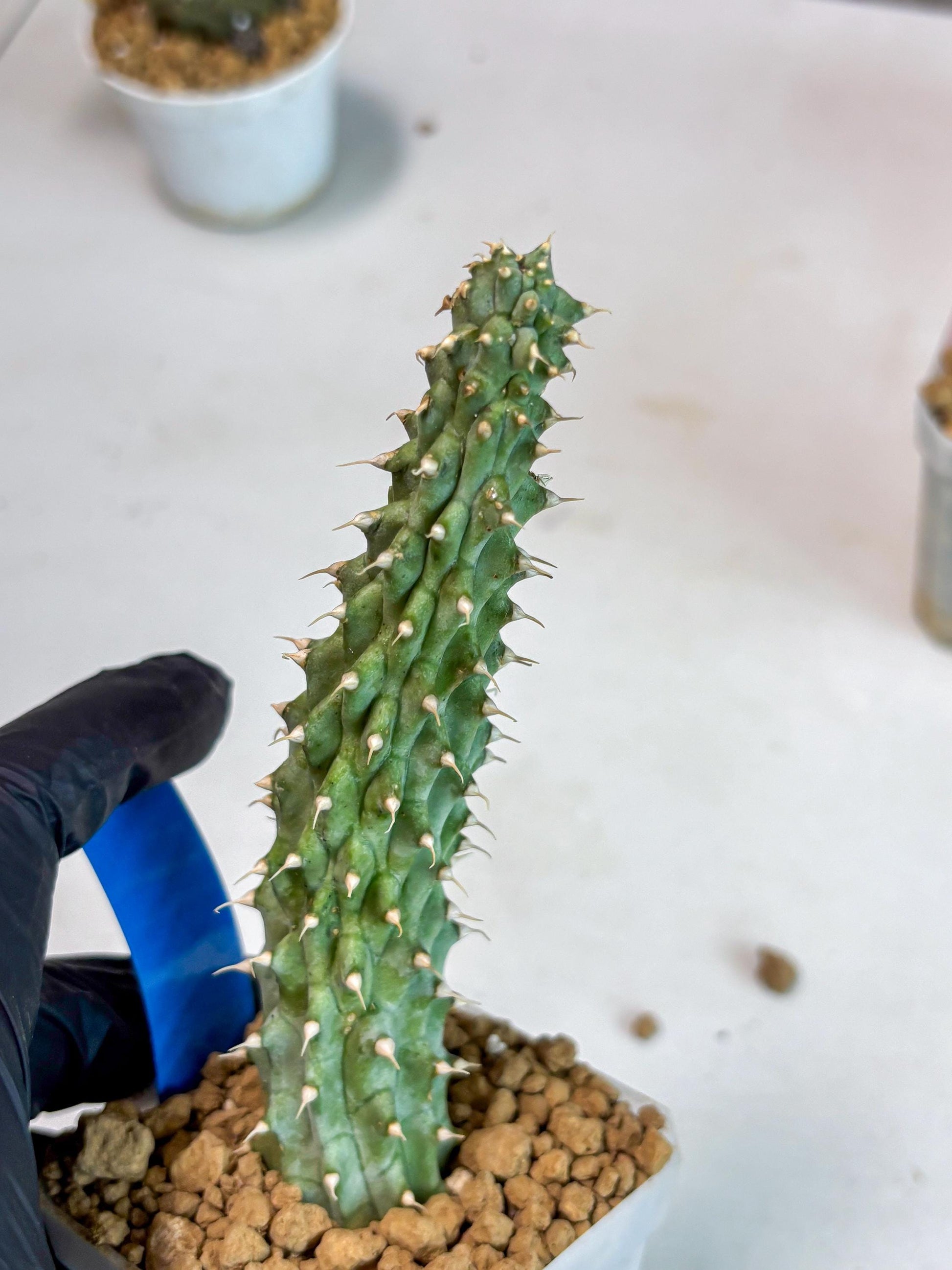 Kalahari Cactus (Blue) | Imported Plant