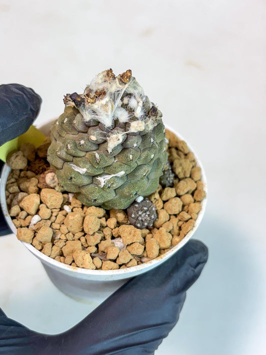 Copiapoa hypogaea (Yellow) | Fully Rooted | Rare imported Cactus