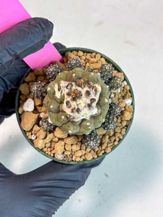 Copiapoa hypogaea (P) | Fully Rooted | Rare imported Cactus