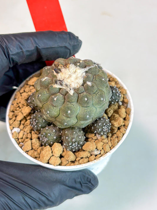 Copiapoa hypogaea (R) | Fully Rooted | Rare imported Cactus