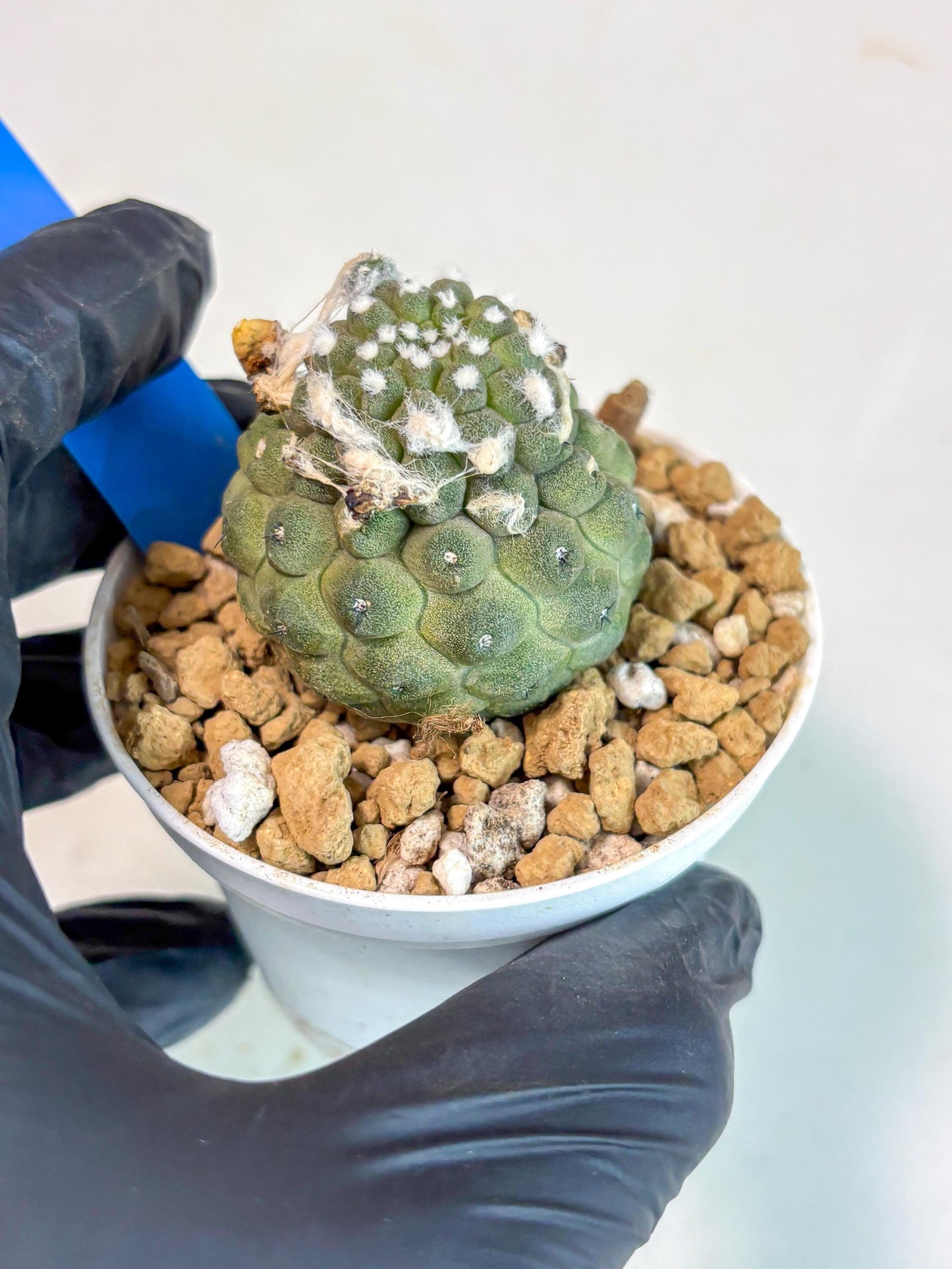 Copiapoa hypogaea (B) | Fully Rooted | Rare imported Cactus