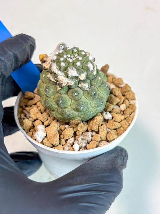 Copiapoa hypogaea (B) | Fully Rooted | Rare imported Cactus