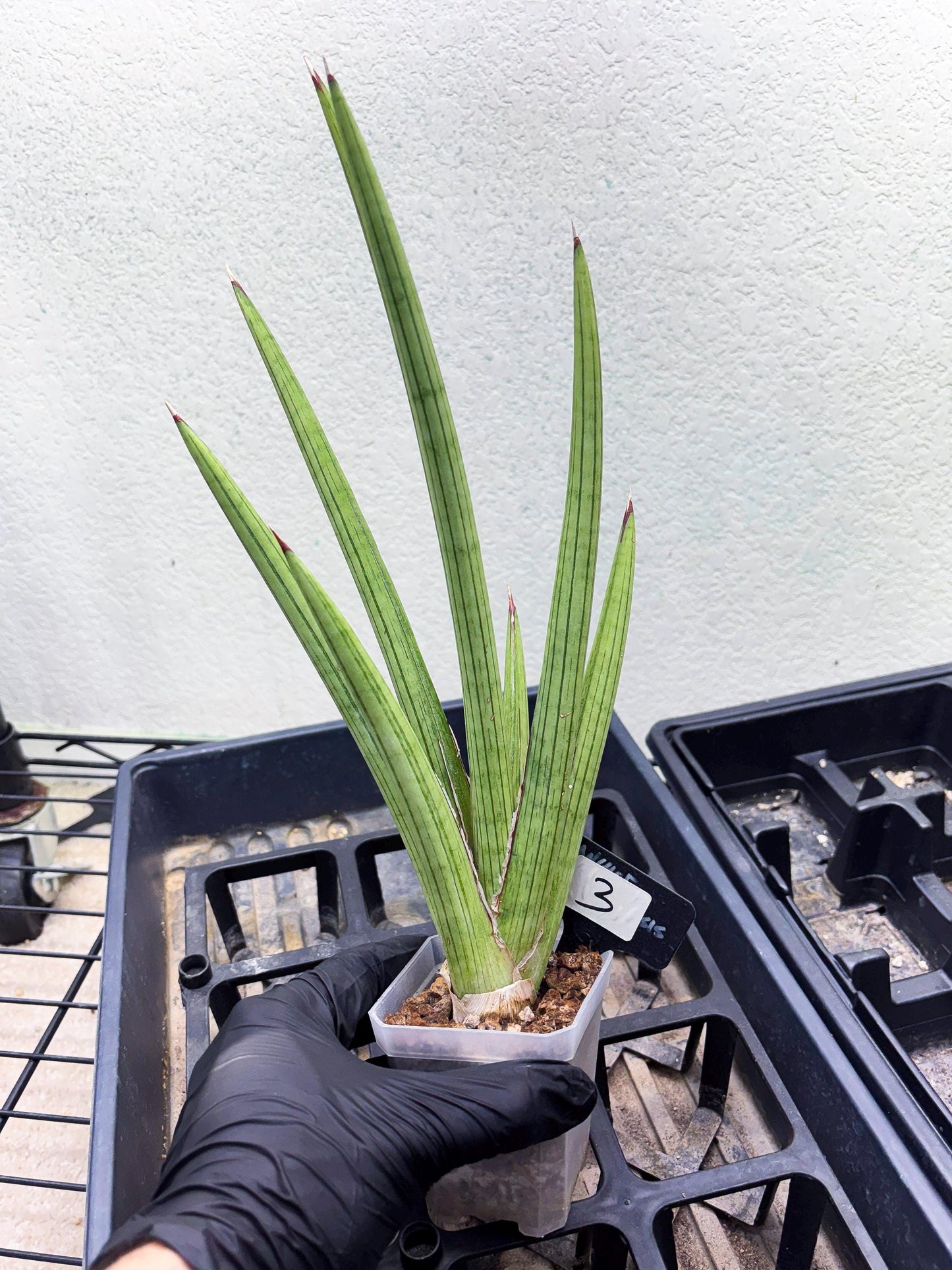 Sansevieria Alawo Eve (ob) (3) | New Imported Hybrids