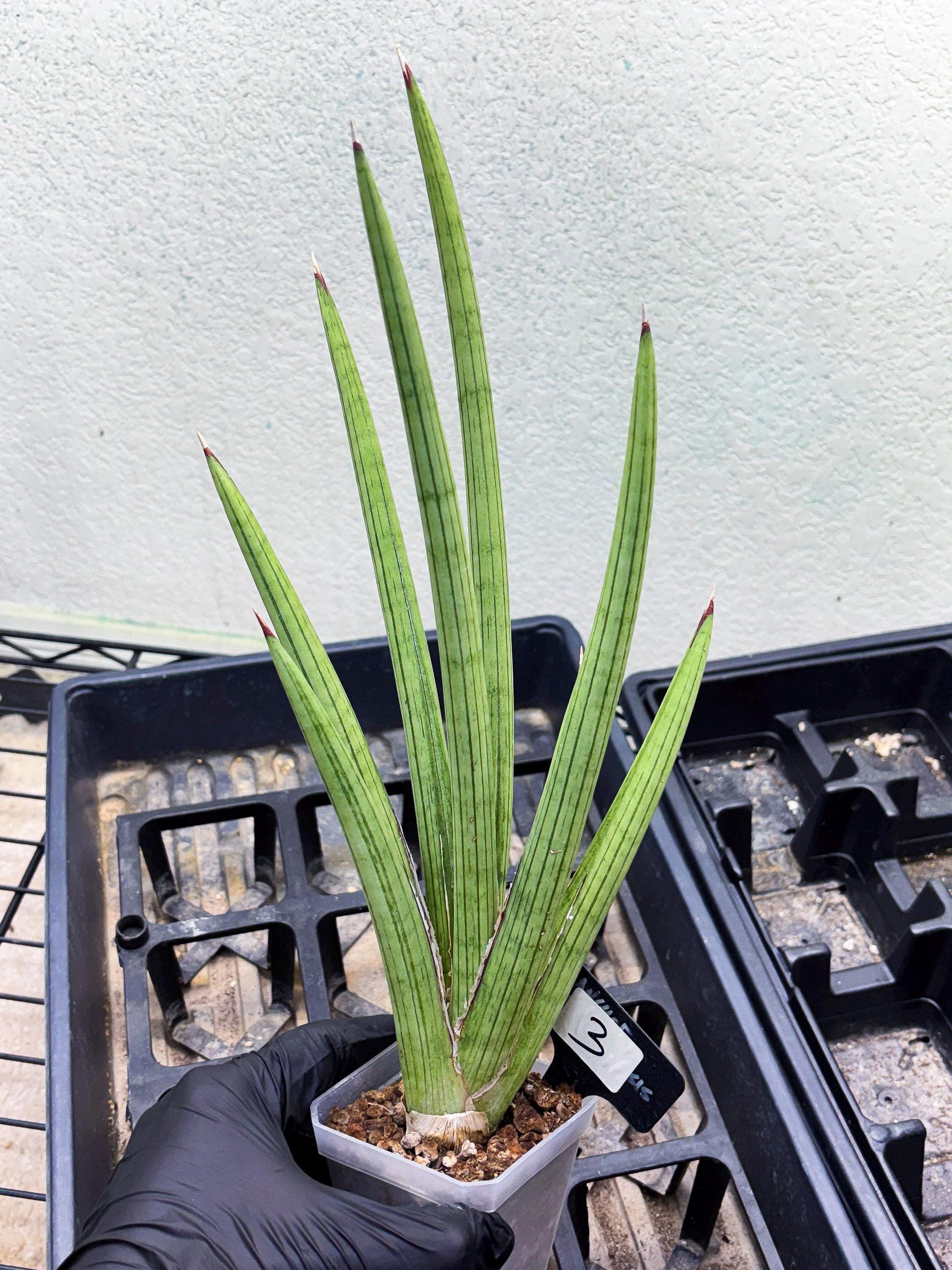 Sansevieria Alawo Eve (ob) (3) | New Imported Hybrids