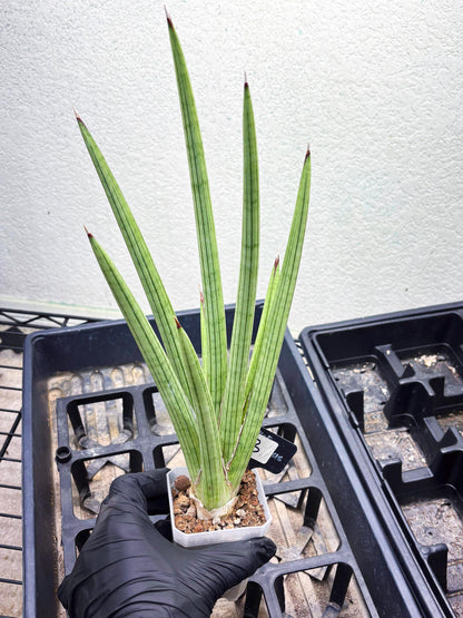 Sansevieria Alawo Eve (ob) (3) | New Imported Hybrids