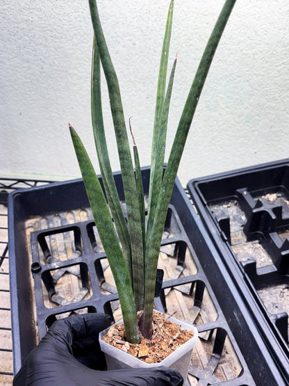 Sansevieria Vert Fonce (ob) (4) | New Imported Hybrids