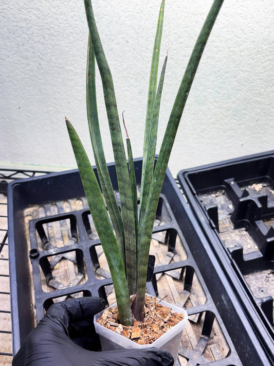 Sansevieria Vert Fonce (ob) (4) | New Imported Hybrids