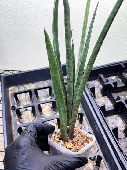 Sansevieria Vert Fonce (ob) (4) | New Imported Hybrids