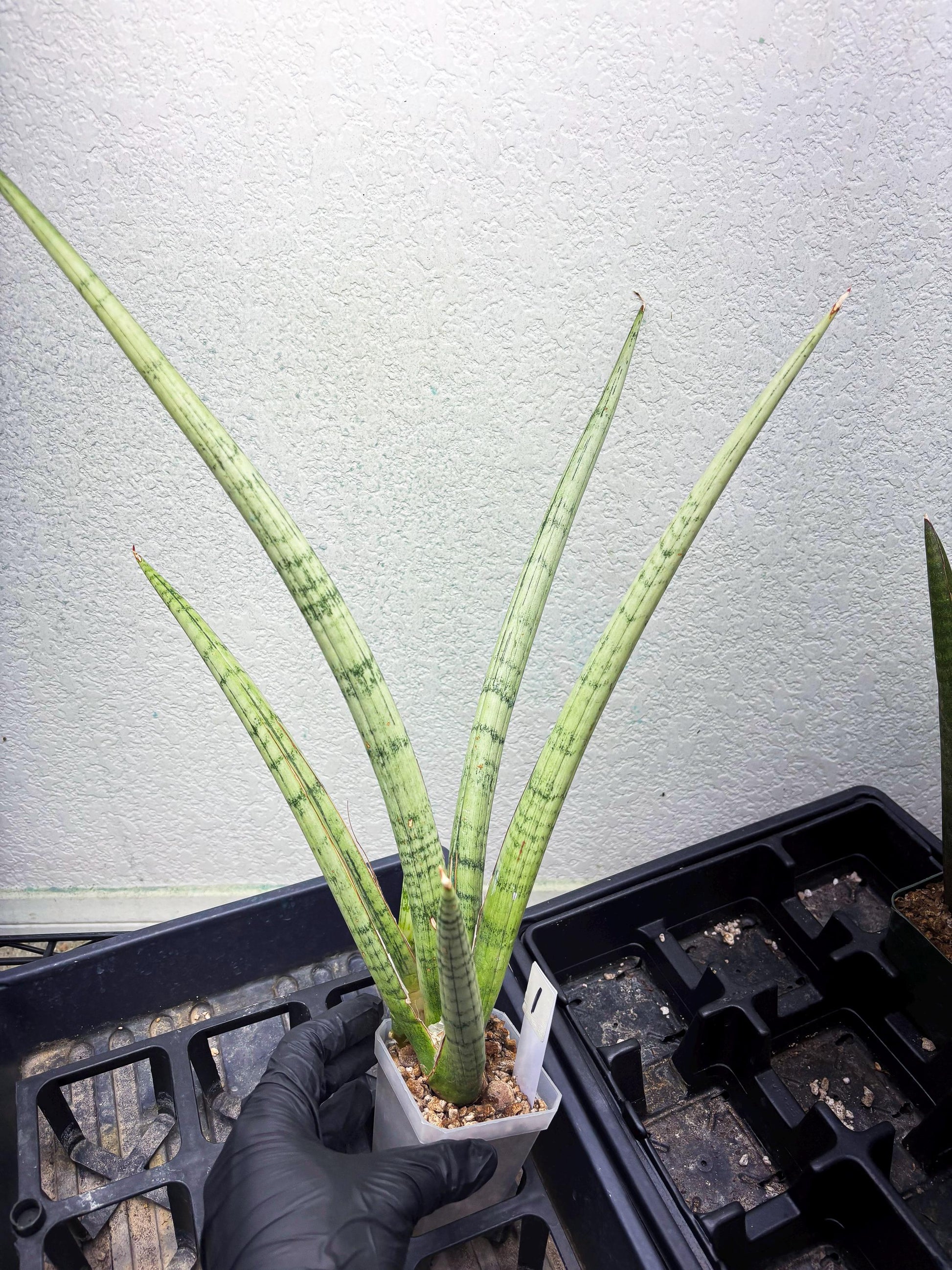 Sansevieria Licht (ob) (1) | New Imported Hybrids