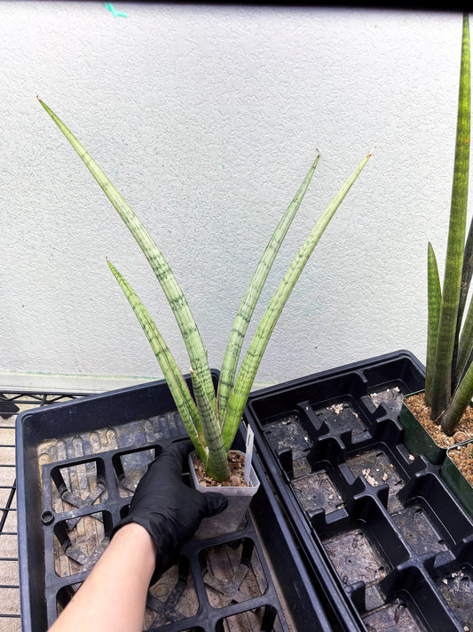 Sansevieria Licht (ob) (1) | New Imported Hybrids