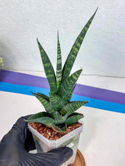 Sansevieria Motomo x Boncel (Ha1) () | Imported