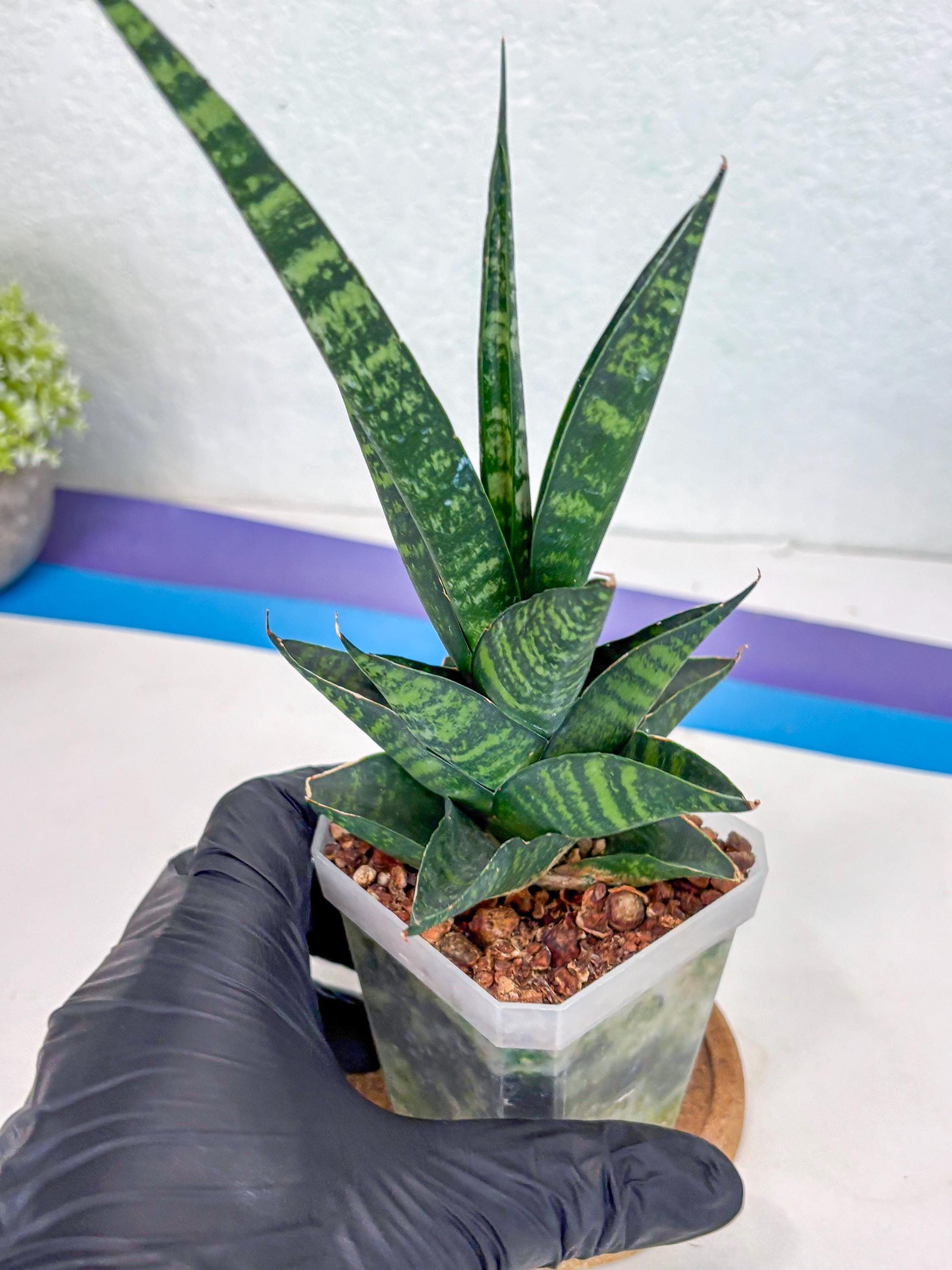 Sansevieria Motomo x Boncel (Ha1) () | Imported