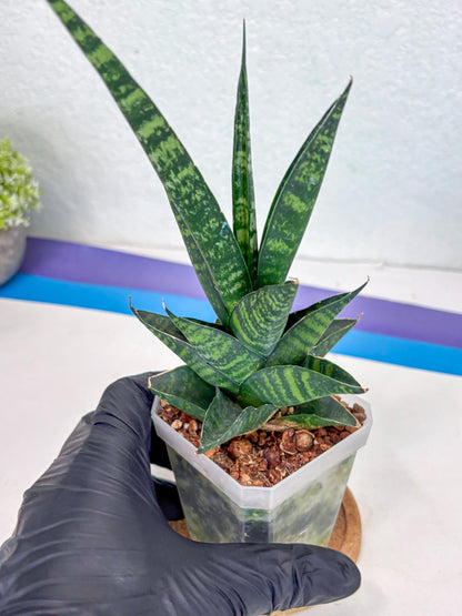 Sansevieria Motomo x Boncel (Ha1) () | Imported