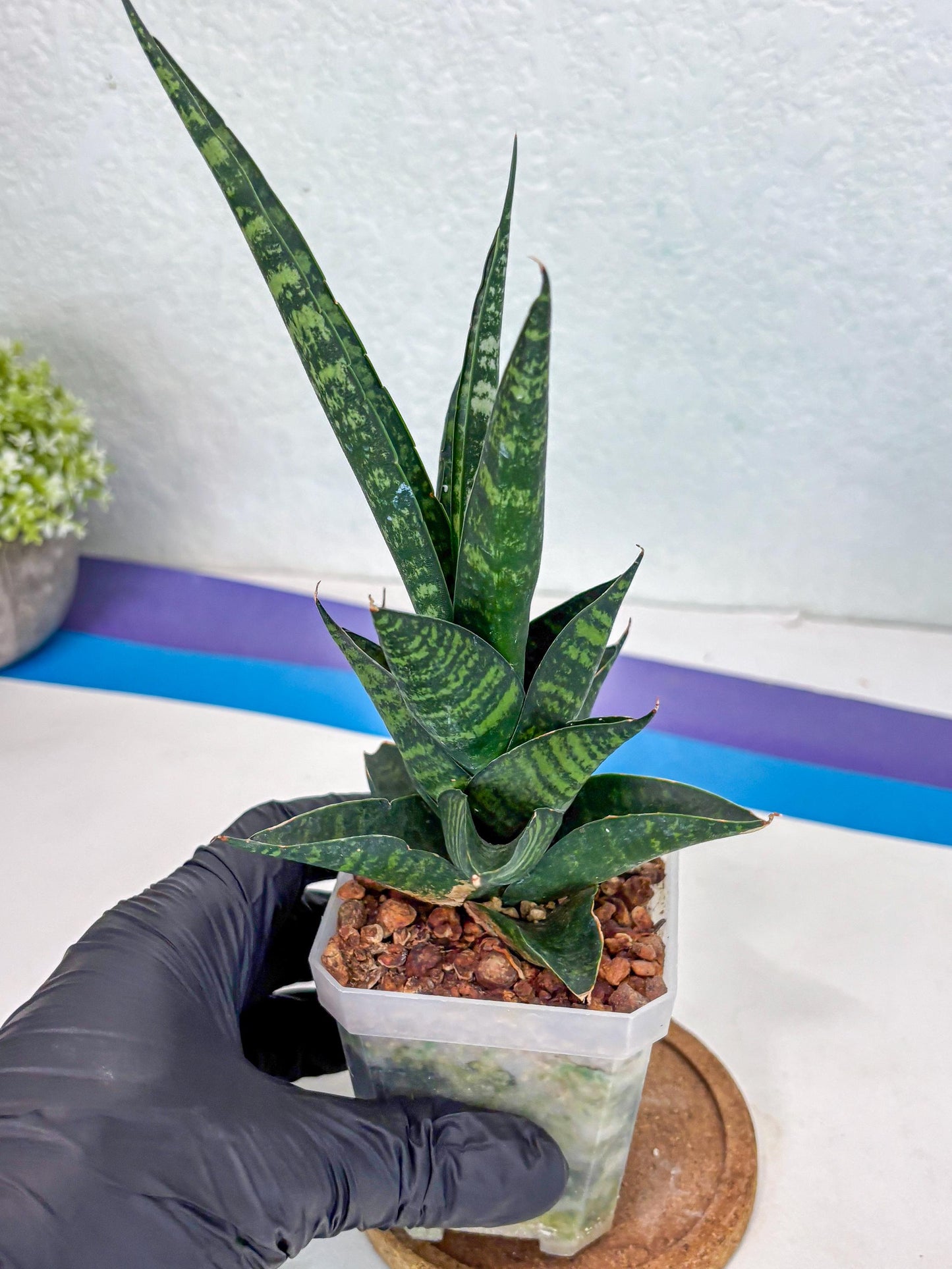 Sansevieria Motomo x Boncel (Ha1) () | Imported