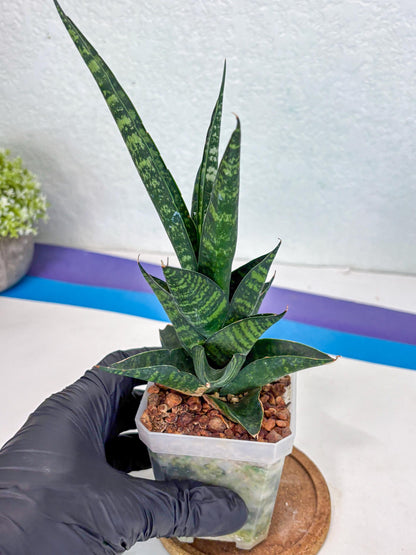 Sansevieria Motomo x Boncel (Ha1) () | Imported