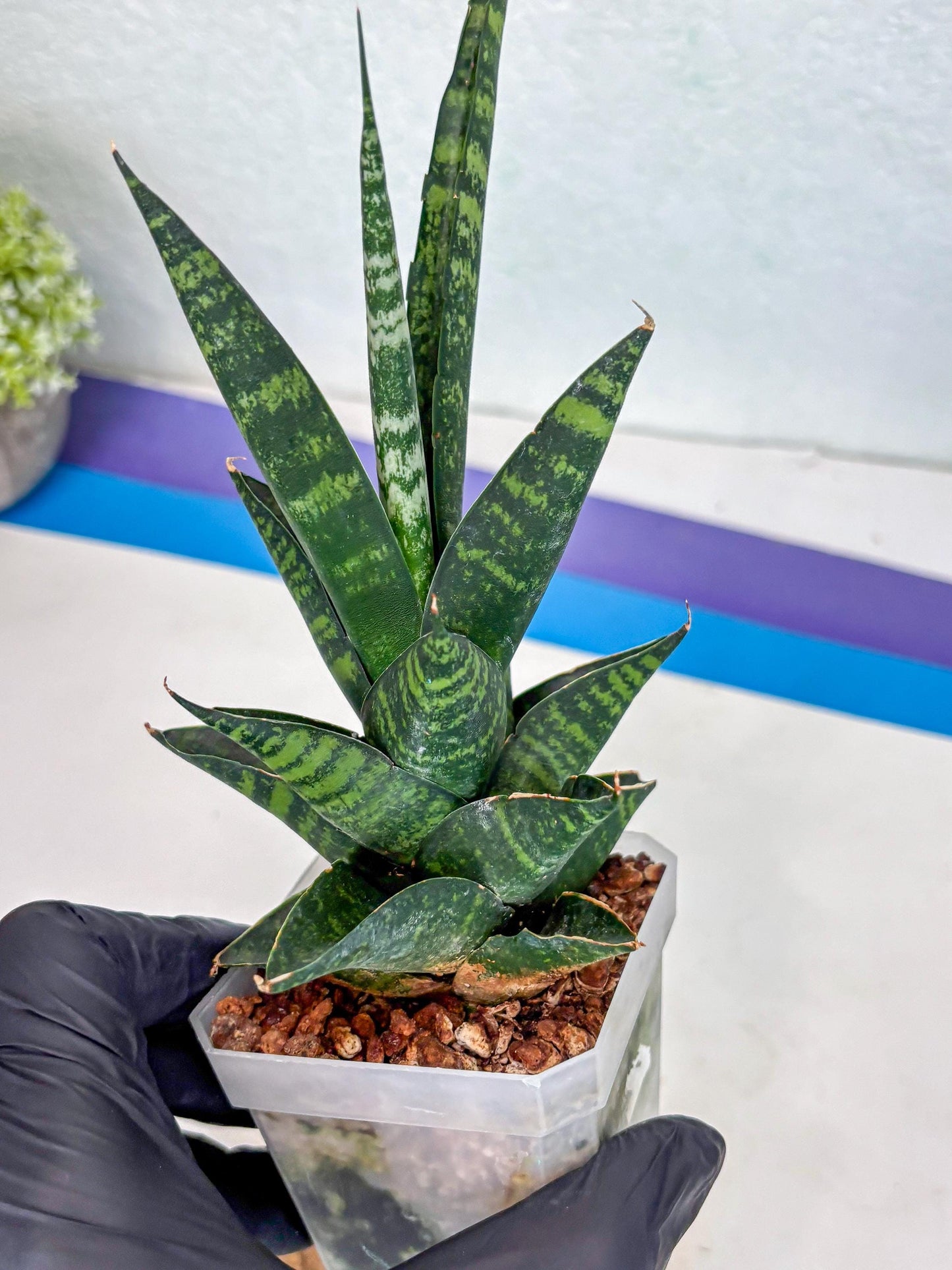 Sansevieria Motomo x Boncel (Ha1) () | Imported
