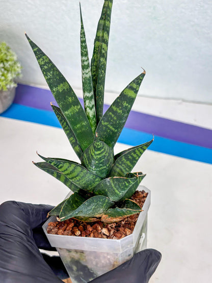 Sansevieria Motomo x Boncel (Ha1) () | Imported