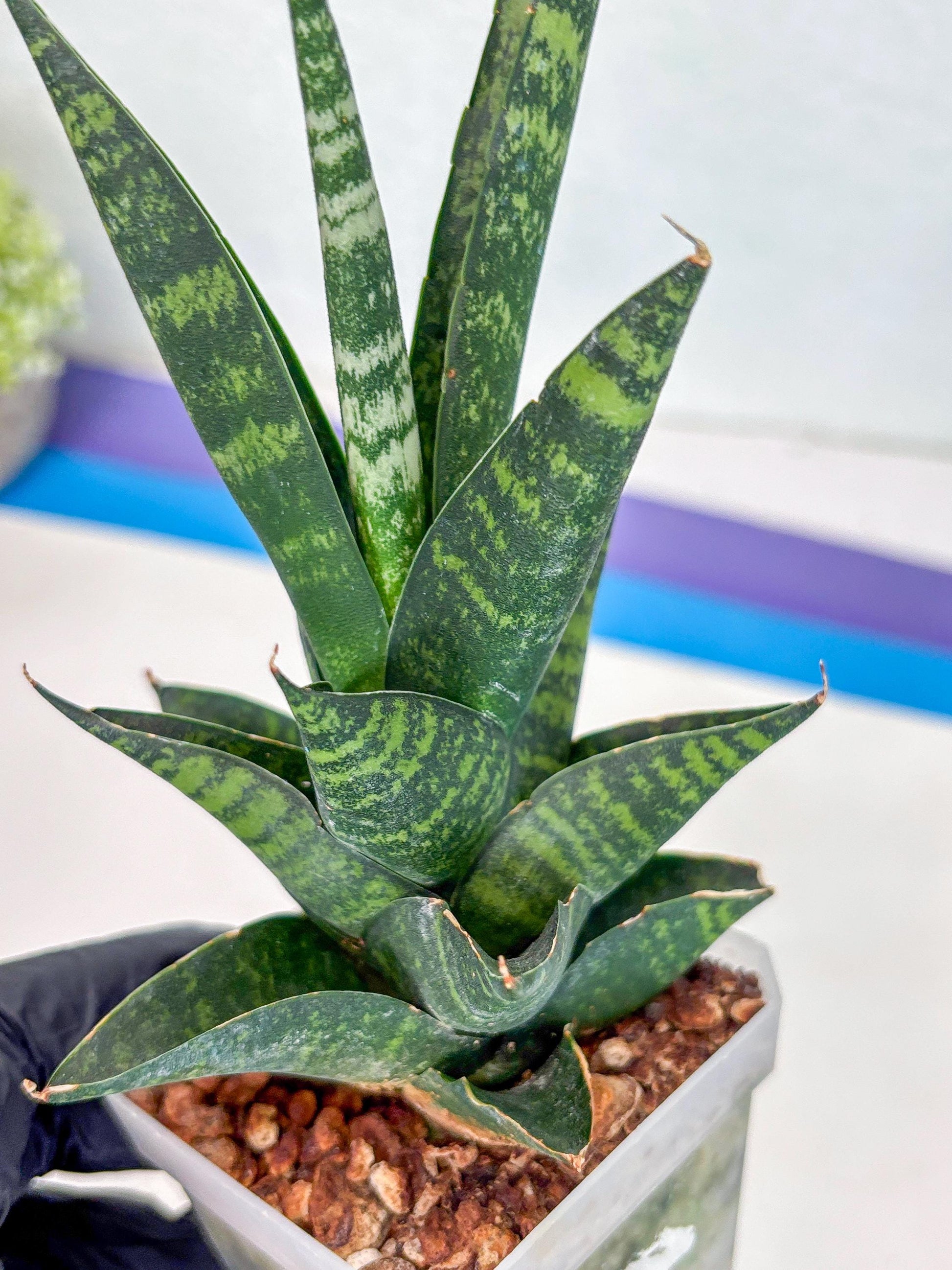 Sansevieria Motomo x Boncel (Ha1) () | Imported