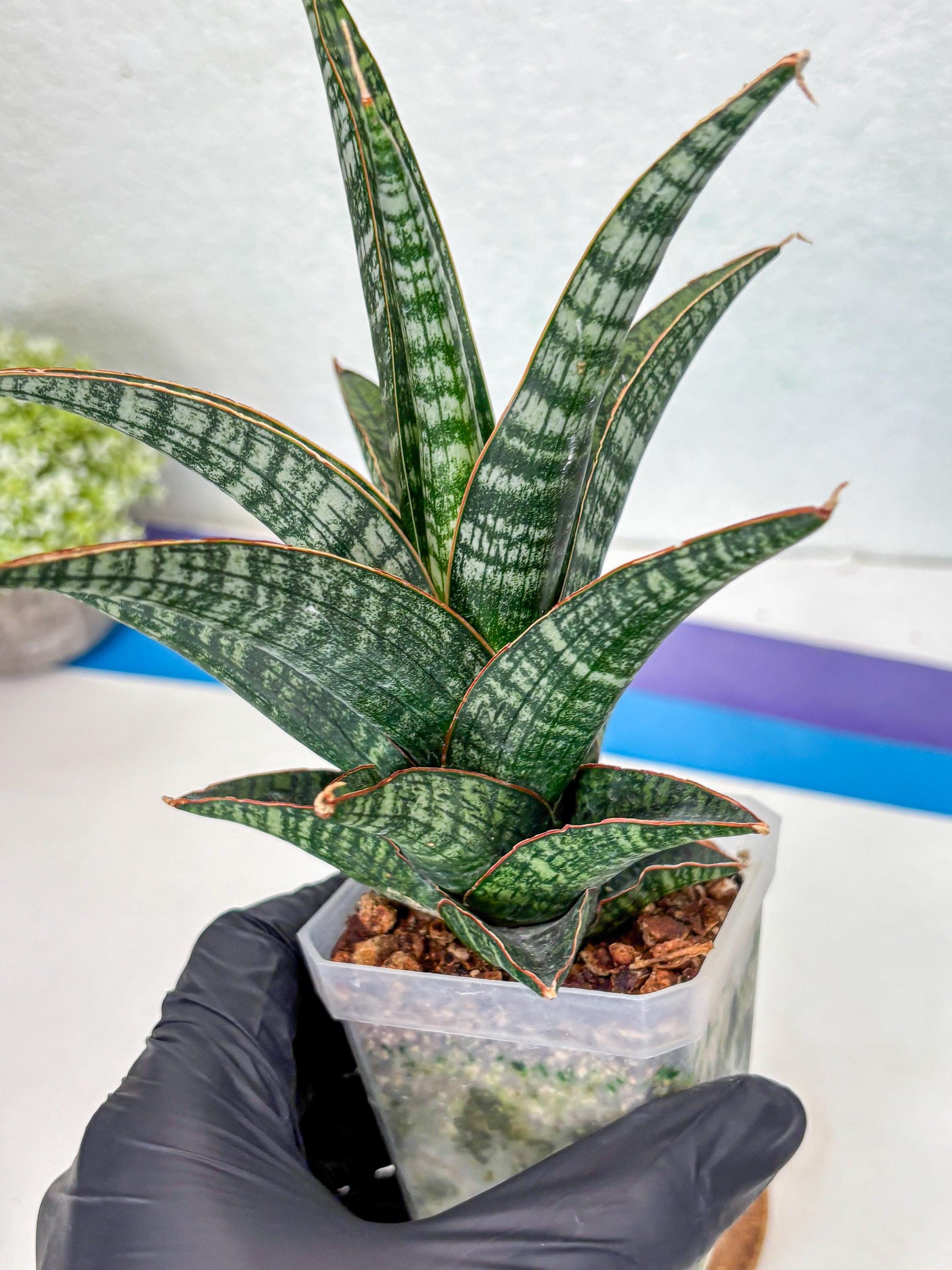Sansevieria Samosir (Ha1) (7) | Imported