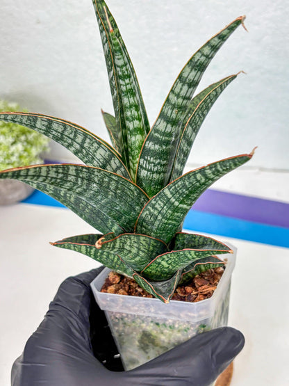 Sansevieria Samosir (Ha1) (7) | Imported