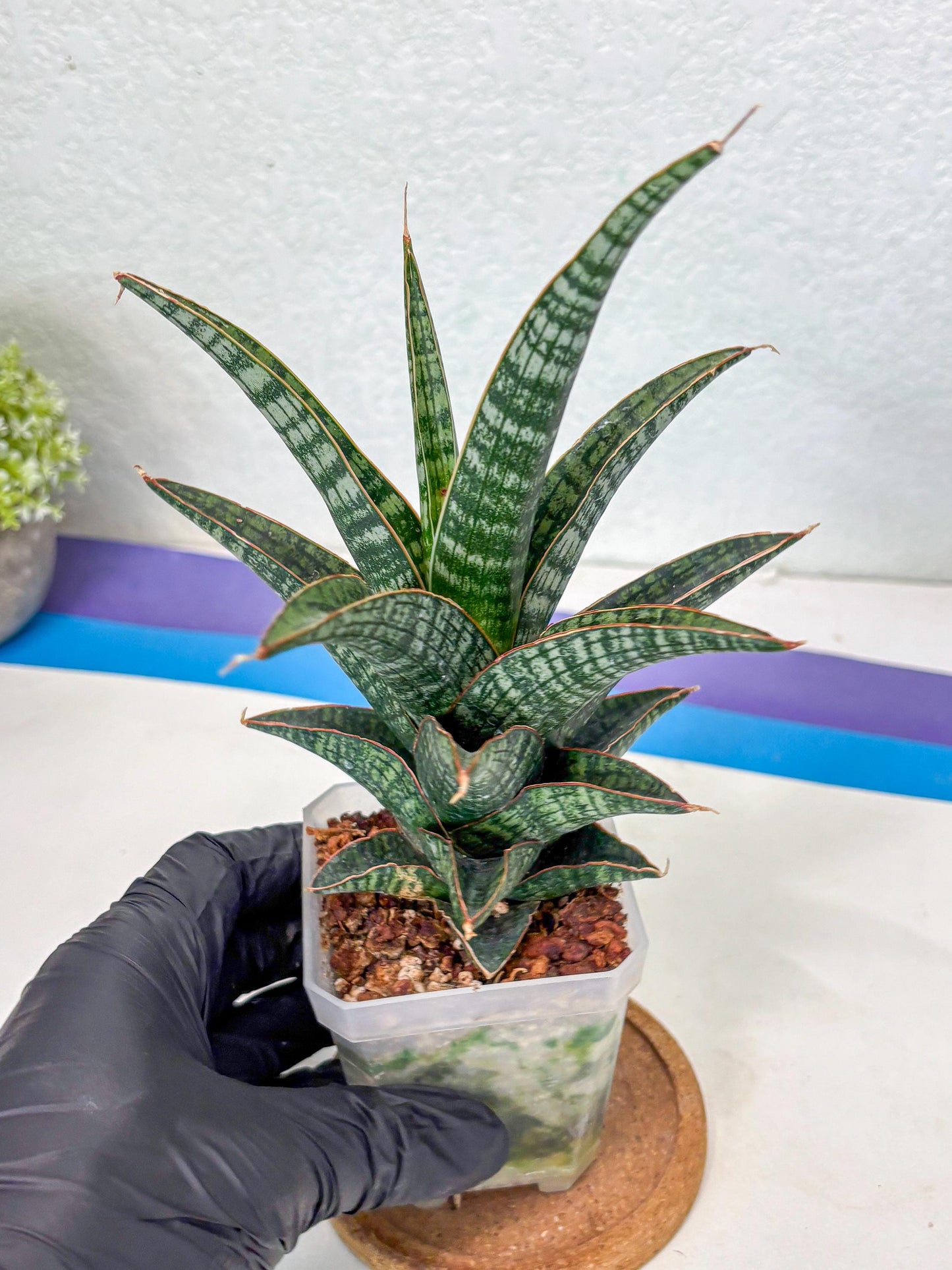 Sansevieria Samosir (Ha1) (7) | Imported