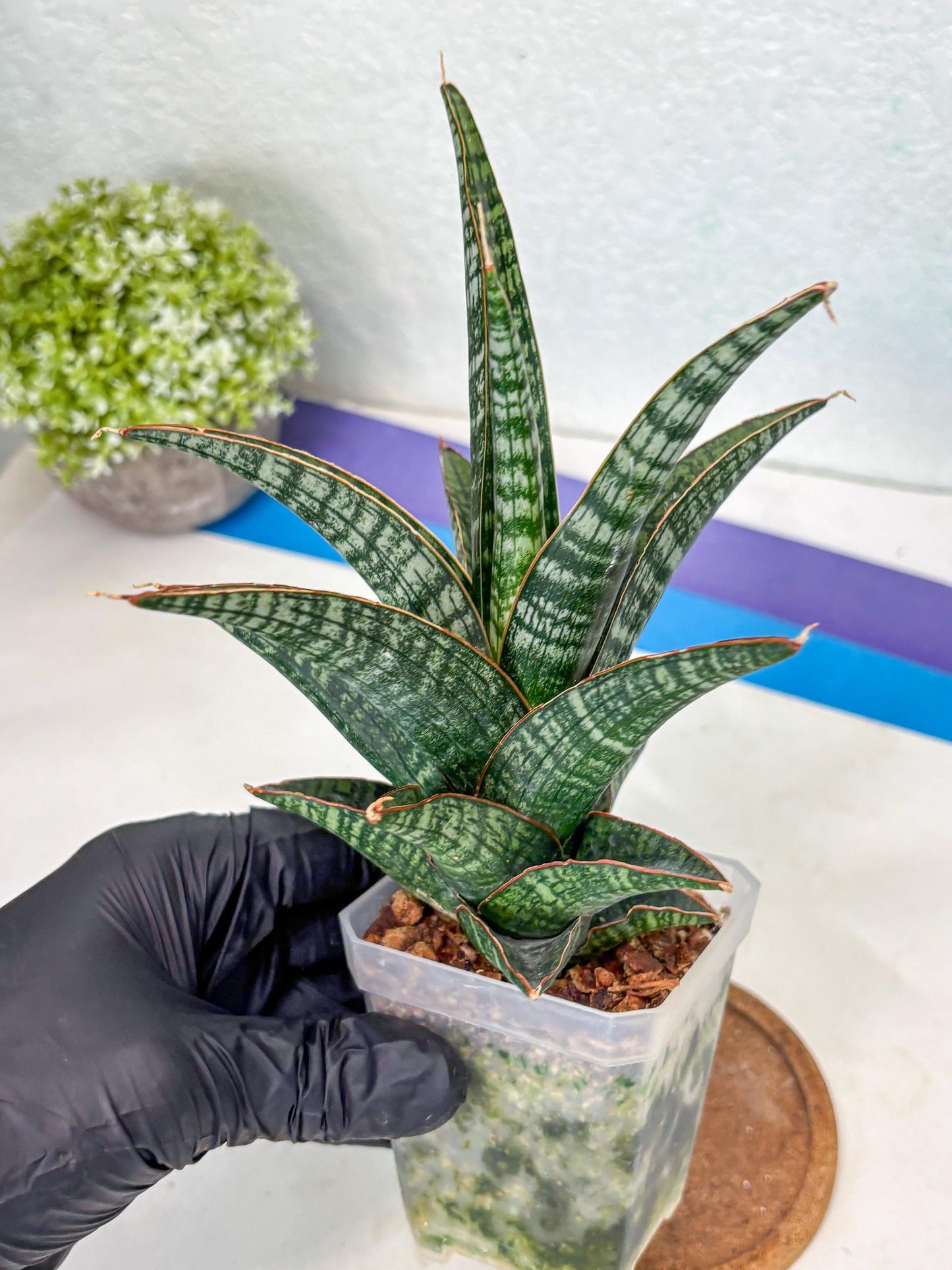 Sansevieria Samosir (Ha1) (7) | Imported