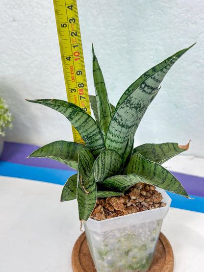 Sansevieria Gendut (Ha1) (1) | Imported