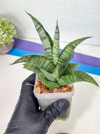Sansevieria Gendut (Ha1) (1) | Imported