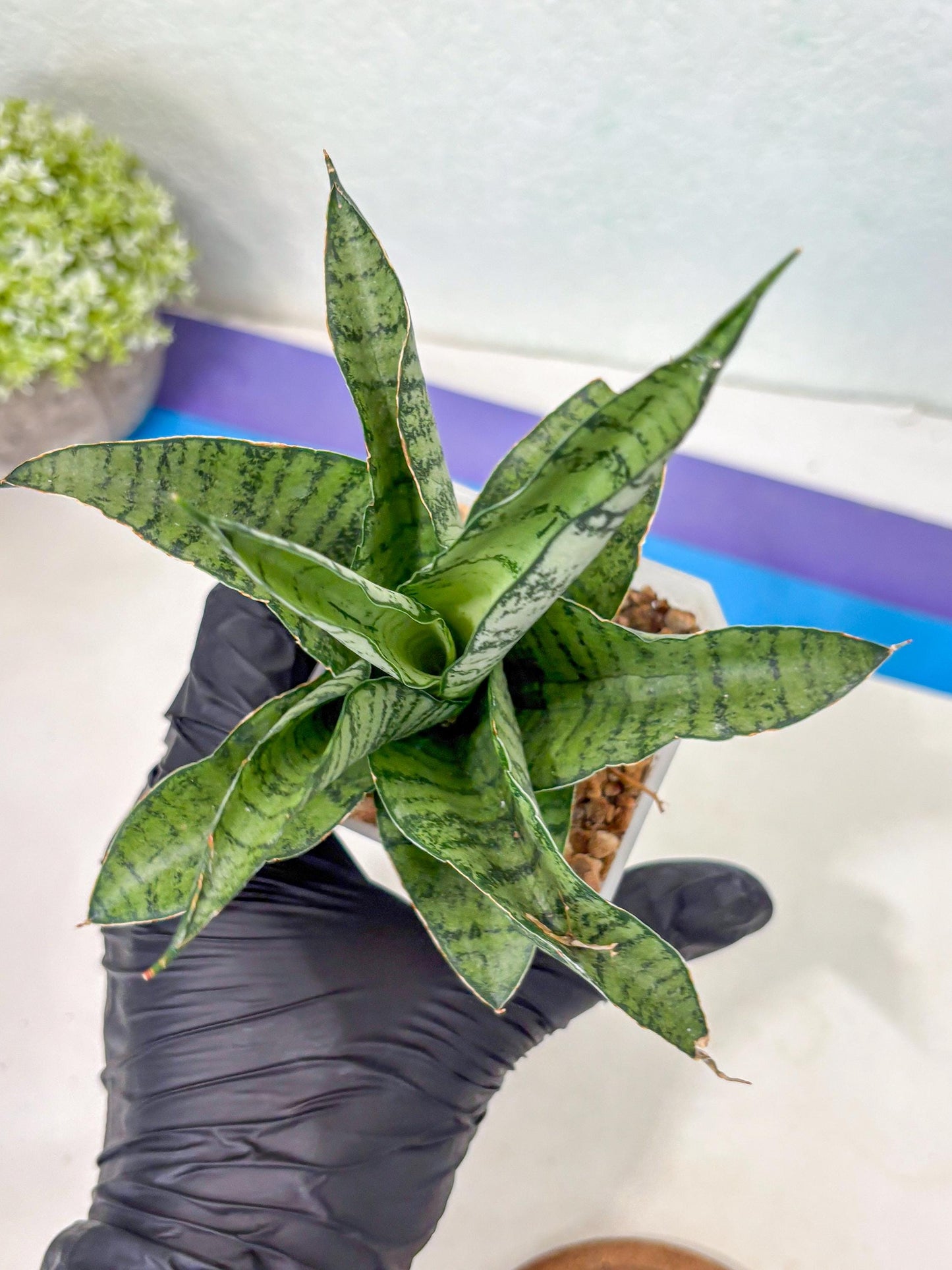 Sansevieria Gendut (Ha1) (1) | Imported