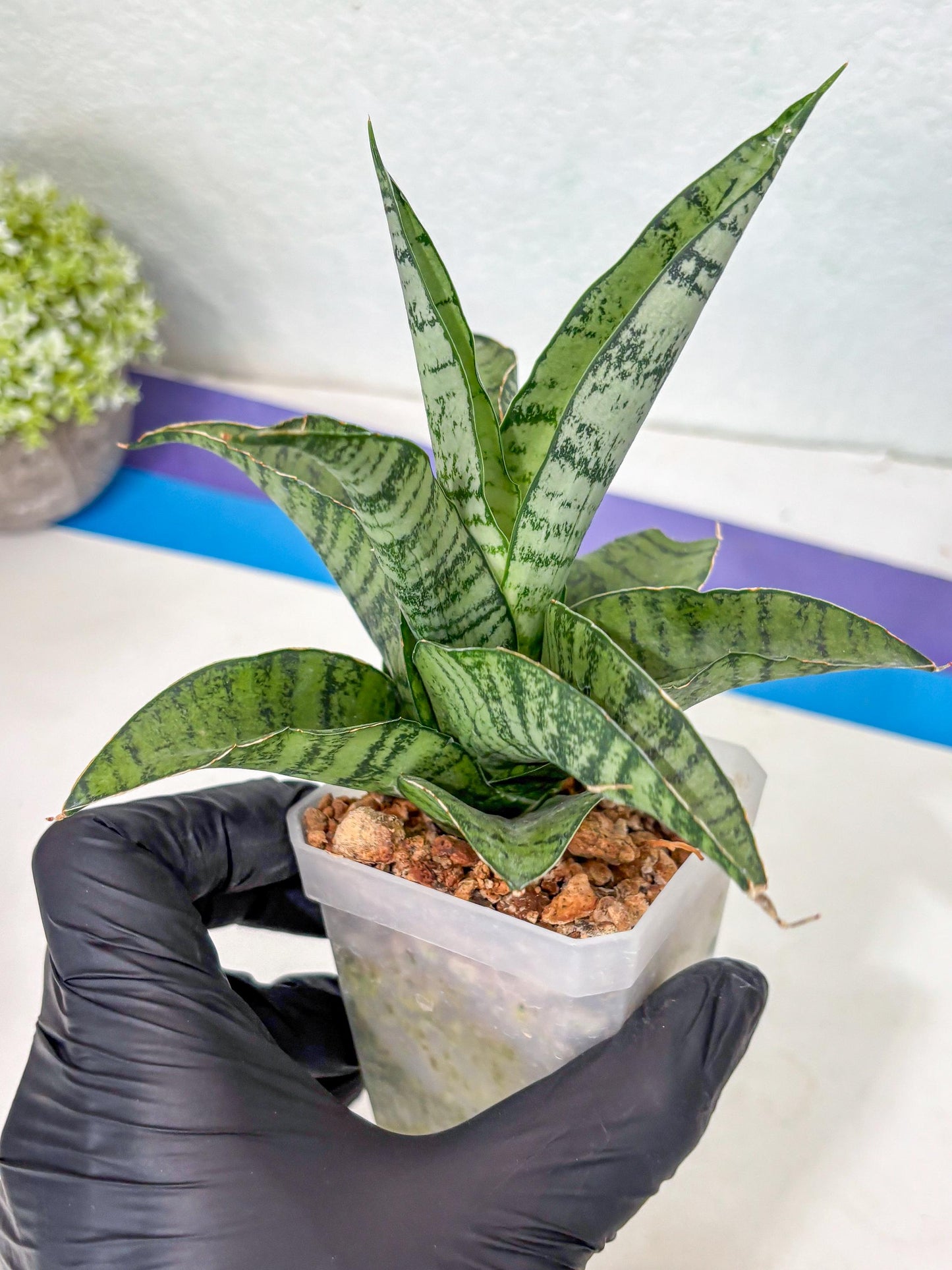 Sansevieria Gendut (Ha1) (1) | Imported