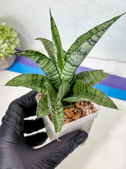 Sansevieria Gendut (Ha1) (1) | Imported