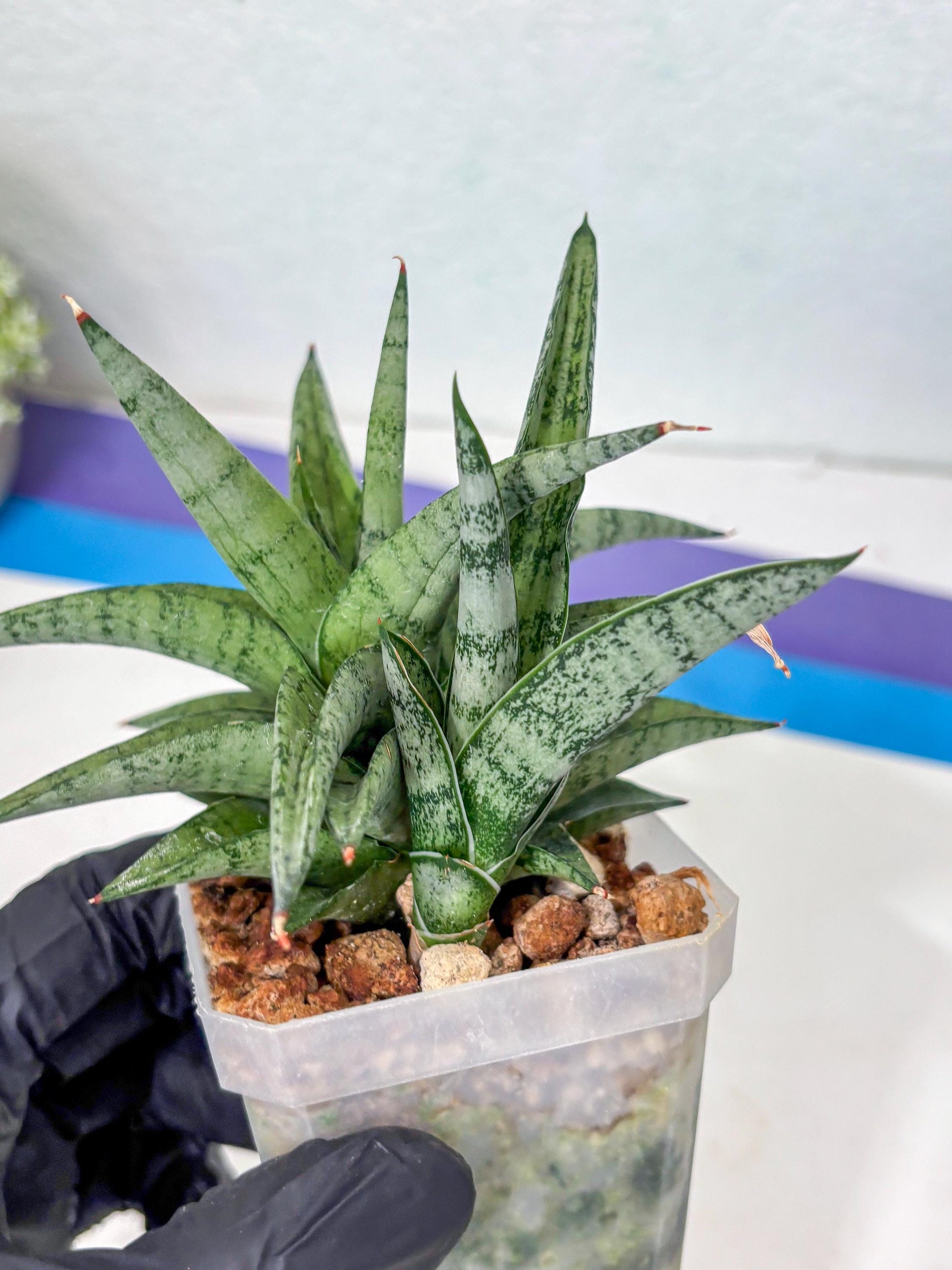 Sansevieria Via (#Ha89) | Imported Hybrids